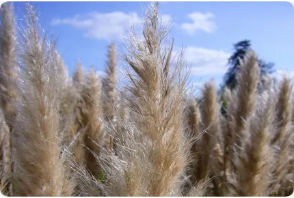 Amerikanisches Pampasgras